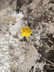 Balbisia verticillata