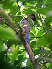 Selenidera spectabilis