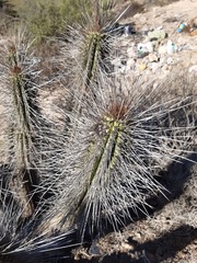Eulychnia breviflora
