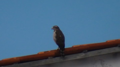 Rupornis magnirostris