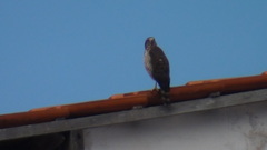 Rupornis magnirostris