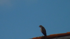 Rupornis magnirostris