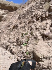 Mentzelia scabra chilensis