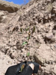 Mentzelia scabra chilensis
