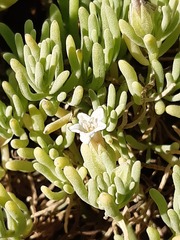 Nolana crassulifolia