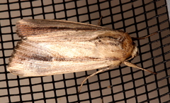 Leucania stenographa