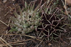 Brachystelma barberae