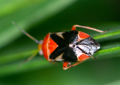 Neocapsus cuneatus