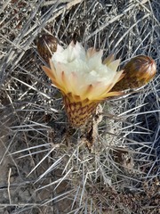 Trichocereus