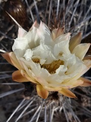 Trichocereus