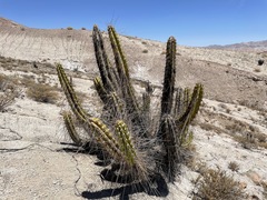 Corryocactus brevistylus