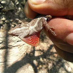Anolis dunni