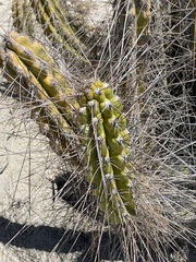 Corryocactus brevistylus