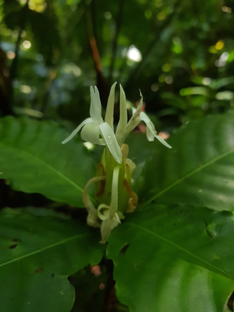 Aphelandra dolichantha