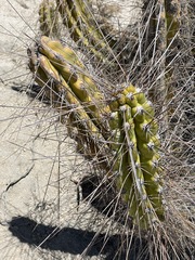 Corryocactus brevistylus
