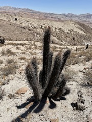 Weberbauerocereus weberbaueri