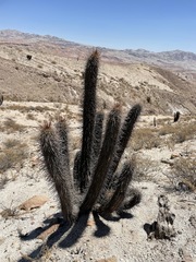 Weberbauerocereus weberbaueri