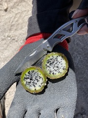 Weberbauerocereus weberbaueri