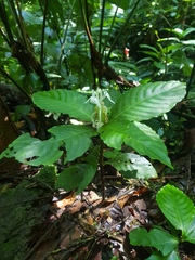 Aphelandra dolichantha