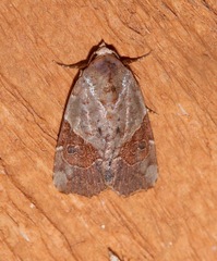 Gonodes liquida