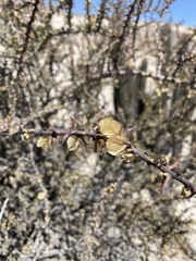Bougainvillea spinosa