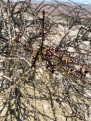 Bougainvillea spinosa