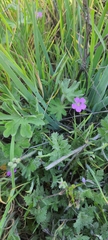 Geranium berteroanum