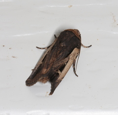 Proteuxoa tortisigna