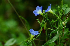 Ipomoea cardiophylla