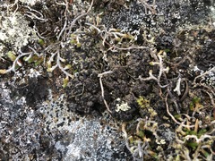Lecidoma demissum
