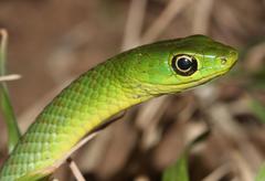 Philothamnus natalensis