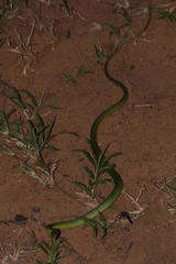 Philothamnus natalensis