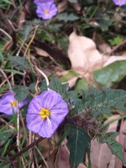 Solanum pungetium