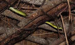 Philothamnus natalensis