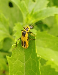 Chauliognathus scutellaris