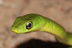 Philothamnus natalensis