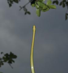 Philothamnus natalensis