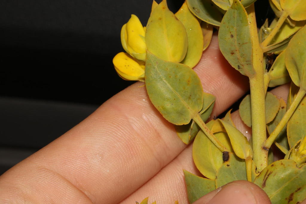 Rafnia schlechteriana