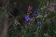 Dracocephalum peregrinum