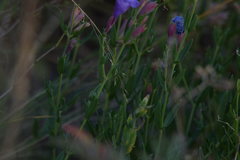 Dracocephalum peregrinum