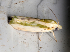 Earias huegeliana