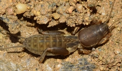 Gryllotalpa africana