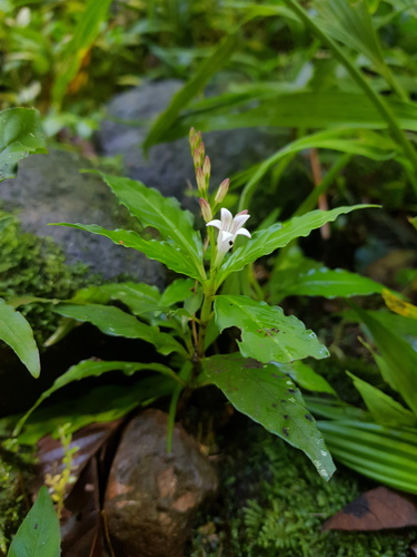 Spigelia humboldtiana image