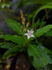 Spigelia humboldtiana