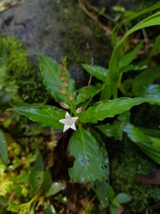 Spigelia humboldtiana