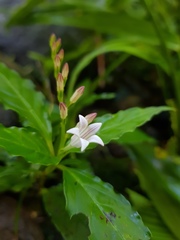 Spigelia humboldtiana