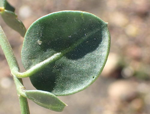 Limeum telephioides (Limeum telephioides)