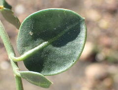 Limeum telephioides telephioides