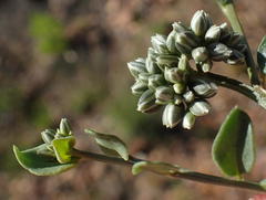 Limeum telephioides telephioides