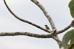 Todirostrum nigriceps